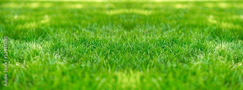 Green lawn of grass leaves in the park, detail, blurred background