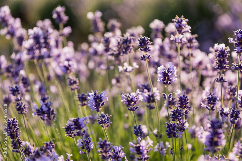 close up view of lavender flowers blooming on blurred background. close up view of lavender flowers blooming on blurred background.