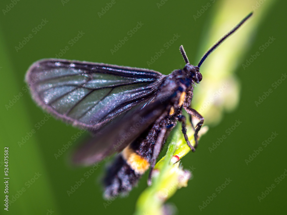 Grass Moths on the grass flower Grass Moths on the grass flower