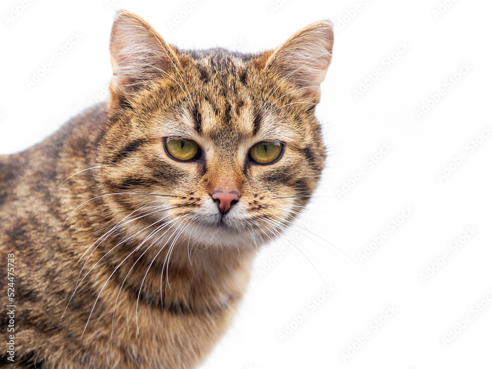 Brown tabby cat with attentive look on white isolated background, cat close-up portrait
