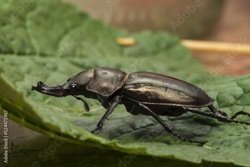 a horned beetle on a green leaf © Алексей Линник