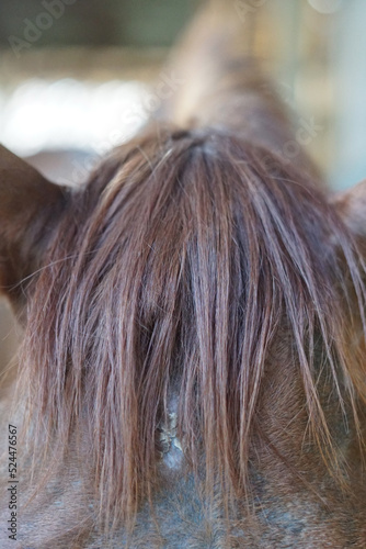 selective focus of horse hair taken close up 