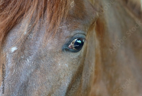 horse eye detail taken up close up