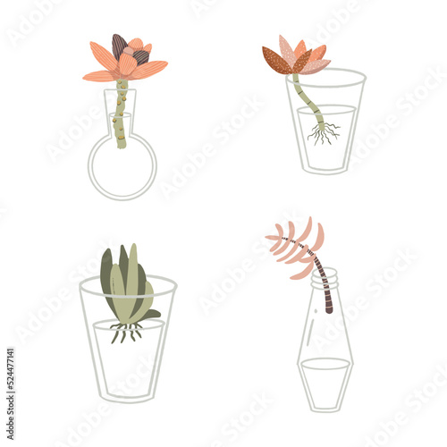 Succulents Water Propagation Vector Isolated Elements Set © Farijazz