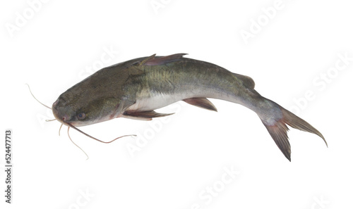 Fresh catfish isolated on white background photo
