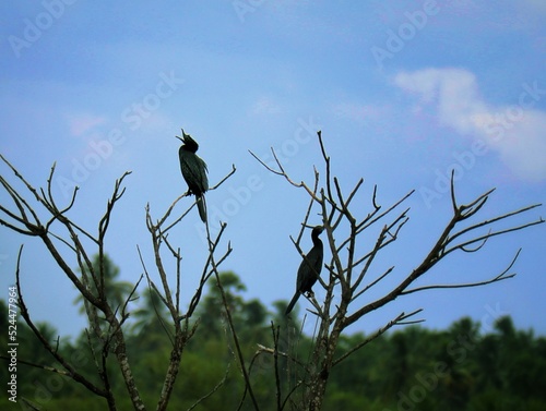 The bird infront of the sky