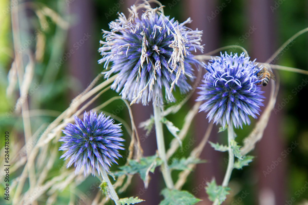 The Globe thistles (Echinops) plant blooming The Globe thistles (Echinops) plant blooming