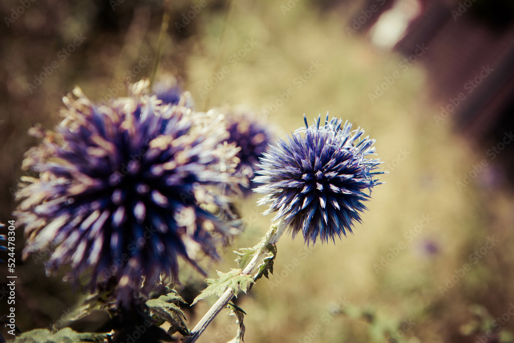 The Globe thistles (Echinops) plant blooming The Globe thistles (Echinops) plant blooming