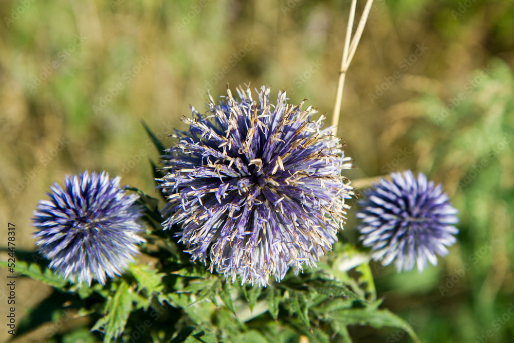 The Globe thistles (Echinops) plant blooming The Globe thistles (Echinops) plant blooming