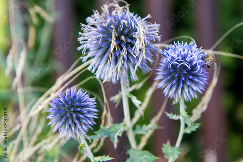 The Globe thistles  Echinops  plant blooming