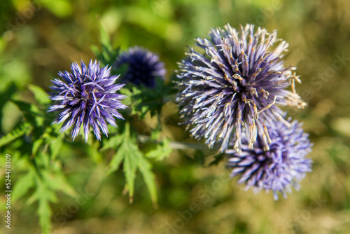 The Globe thistles  Echinops  plant blooming