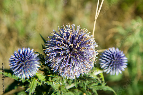 The Globe thistles  Echinops  plant blooming