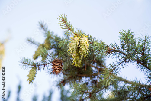 Douglas fir tree cones  still green  seen upwards