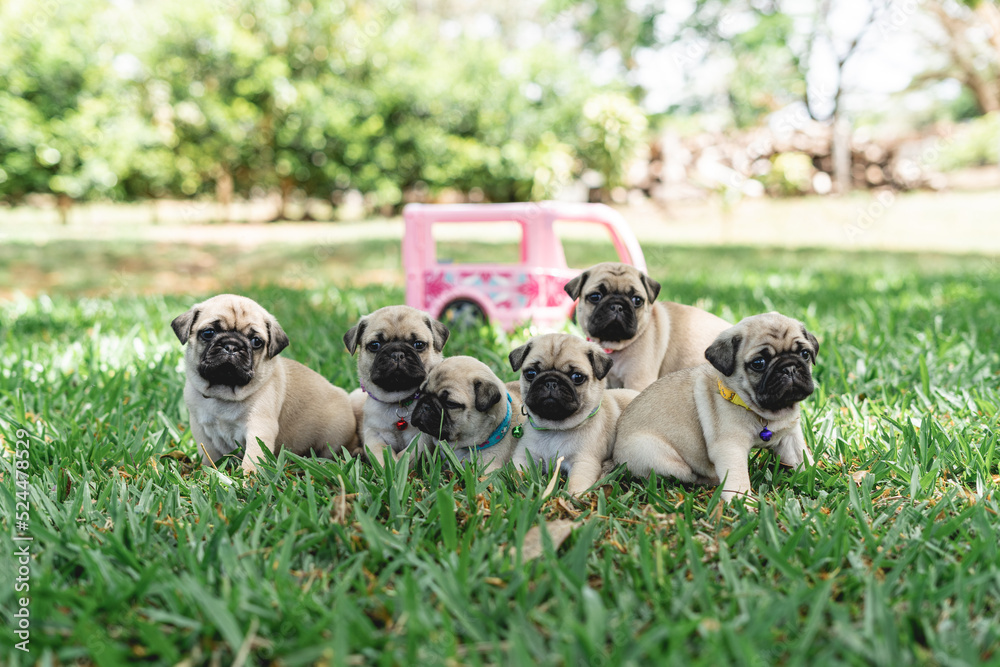 image of a group of small Pug puppies sitting together on the lawn 
