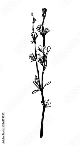 Chicory flower wild plant retro ink sketch. Hand drawn vector illustration of medical herbs. Botanical clipart isolated on white background.