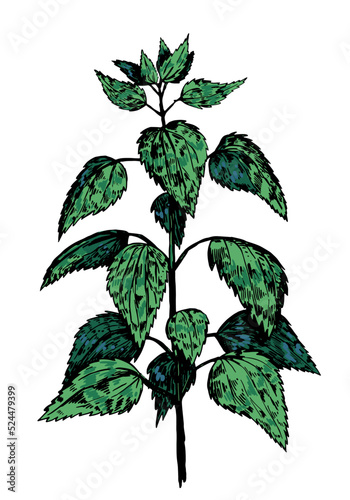Wild plant nettle retro ink sketch. Medical plant with leaves. Hand drawn vector illustration of herbs. Botanical clipart isolated on white background.