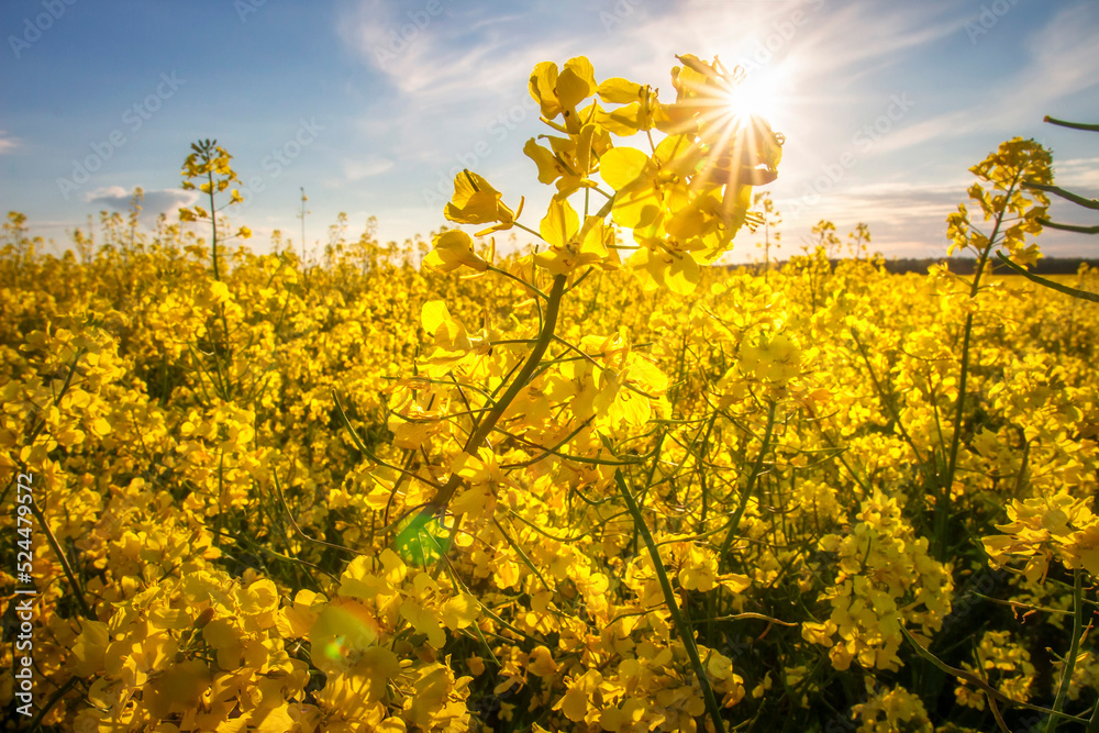 Beautiful summer landscape of a field yellow rape. Big field of blooming rapeseed. The sun's rays light through the flowers rapeseed. Blue sky above a field.