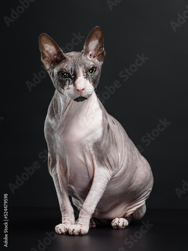 Portrait of a sphinx cat sitting on dark background  studio shot