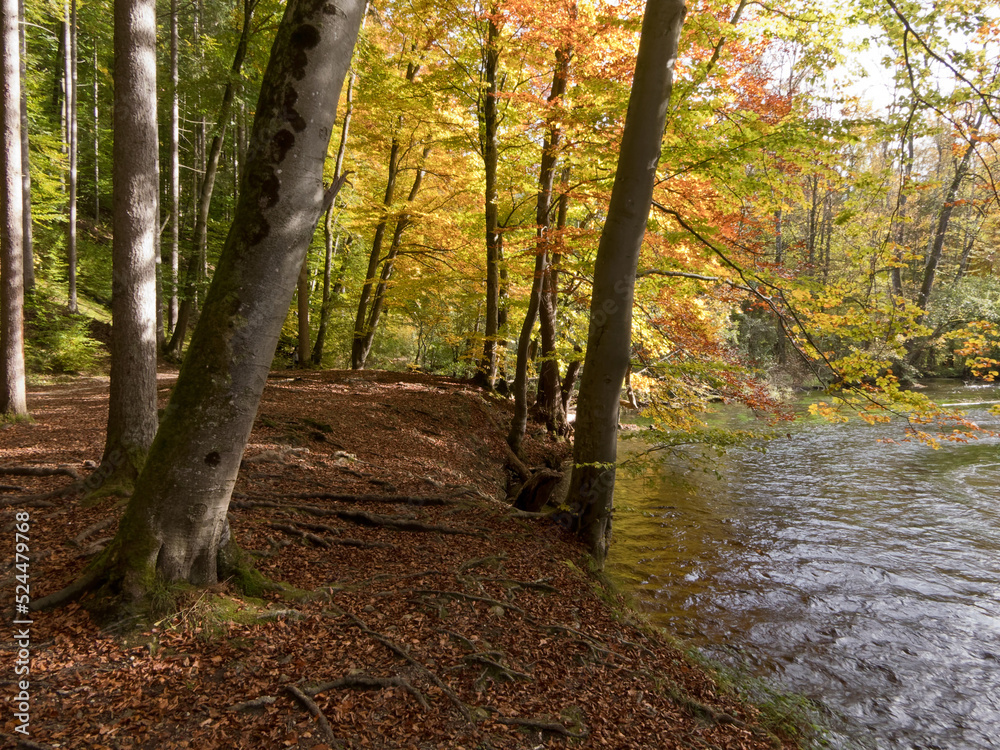 Naklejka premium wald und Fluß im Naturschutzgebiet Würmtal zwischen Starnberg und Gauting