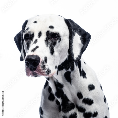 Portrait of a dalmatian on white background, studio shot