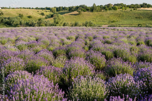 meadow with flowering lavender plants in summer.