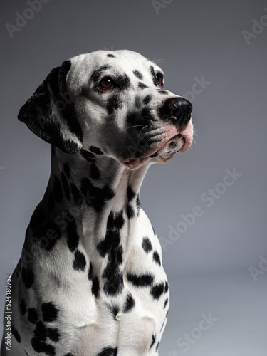 Portrait of a dalmatian on grey background  studio shot