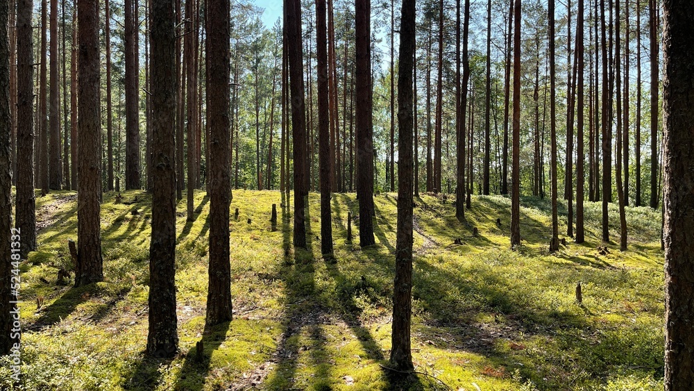 Fototapeta premium trees in the forest