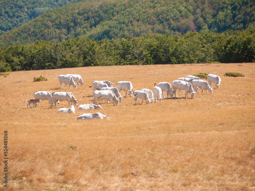 Obraz premium Italia, Toscana, Arezzo, montagna del Pratomagno.