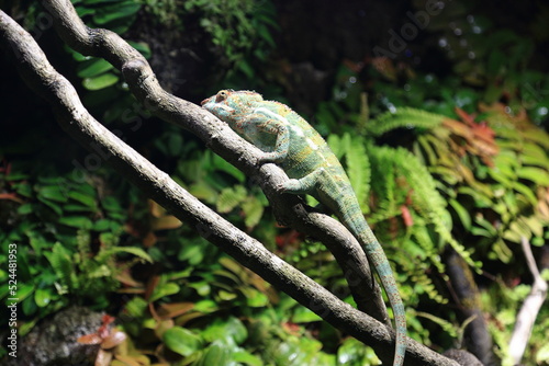 chameleon reptile animal wildlife green