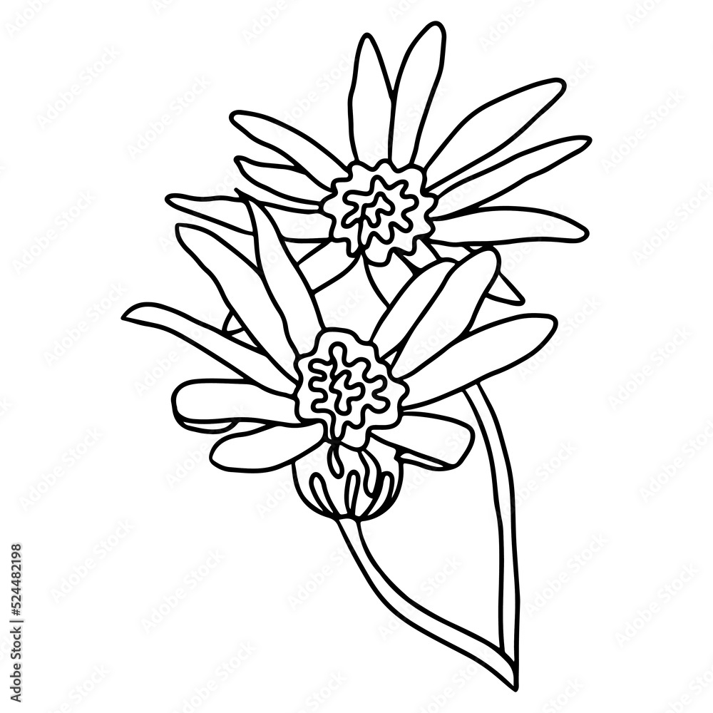 Obraz premium Flower black line contour for coloring book or page