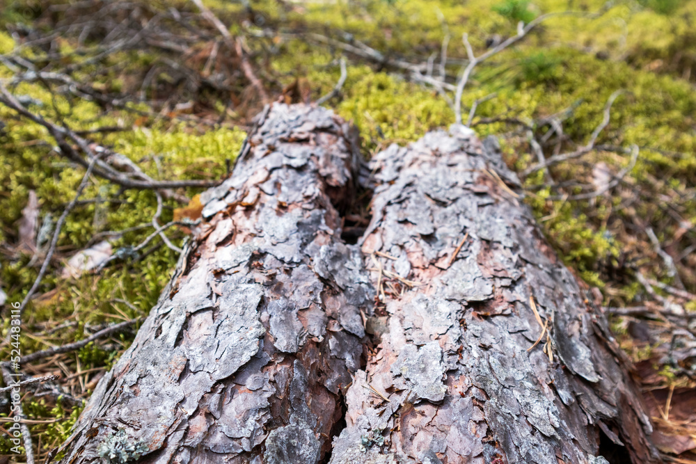 An old fallen tree in the middle of the forest with green moss around it An old fallen tree in the middle of the forest with green moss around it