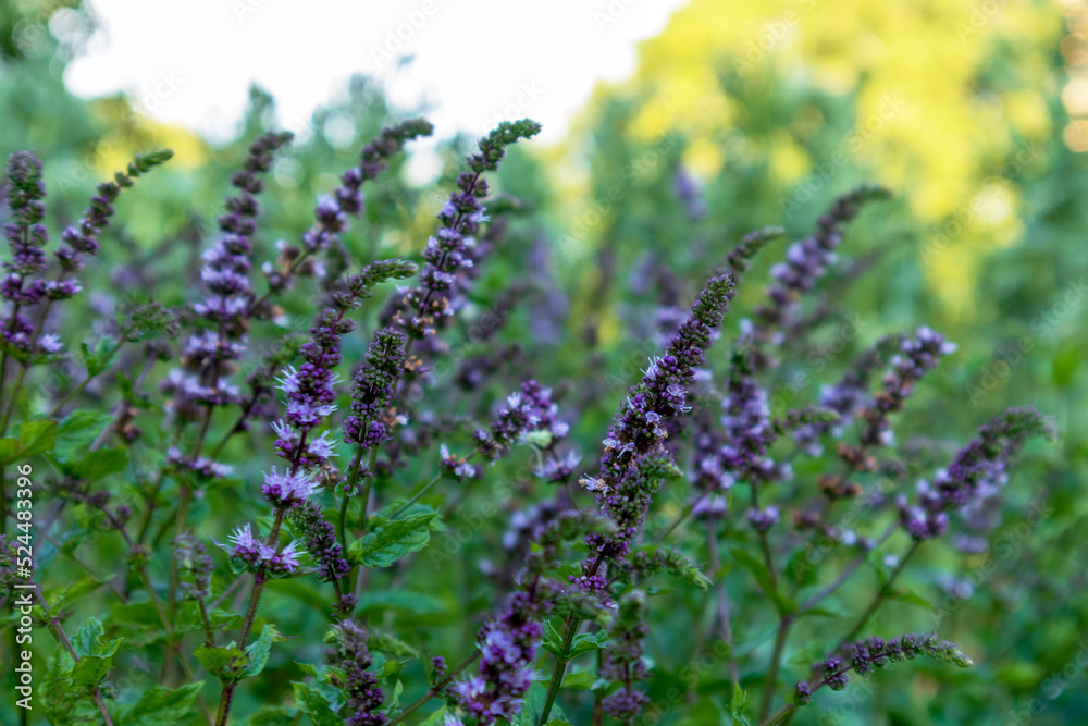 Long purple flowers growing in the green meadow with green leaves Long purple flowers growing in the green meadow with green leaves