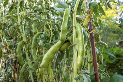 Green peas growing in the garden 