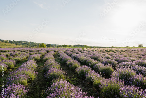 blooming lavender flowers on field in farmland.