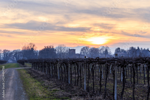 Tramonto invernale vigneto emilian