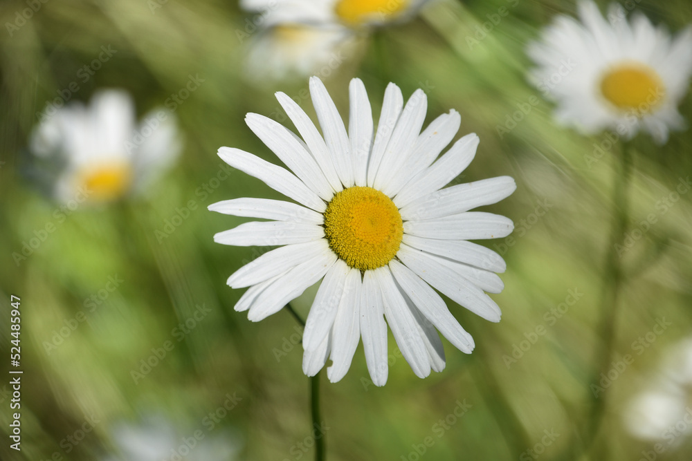 Garden with Flowering Wild Daisies Blooming and Flowering Garden with Flowering Wild Daisies Blooming and Flowering