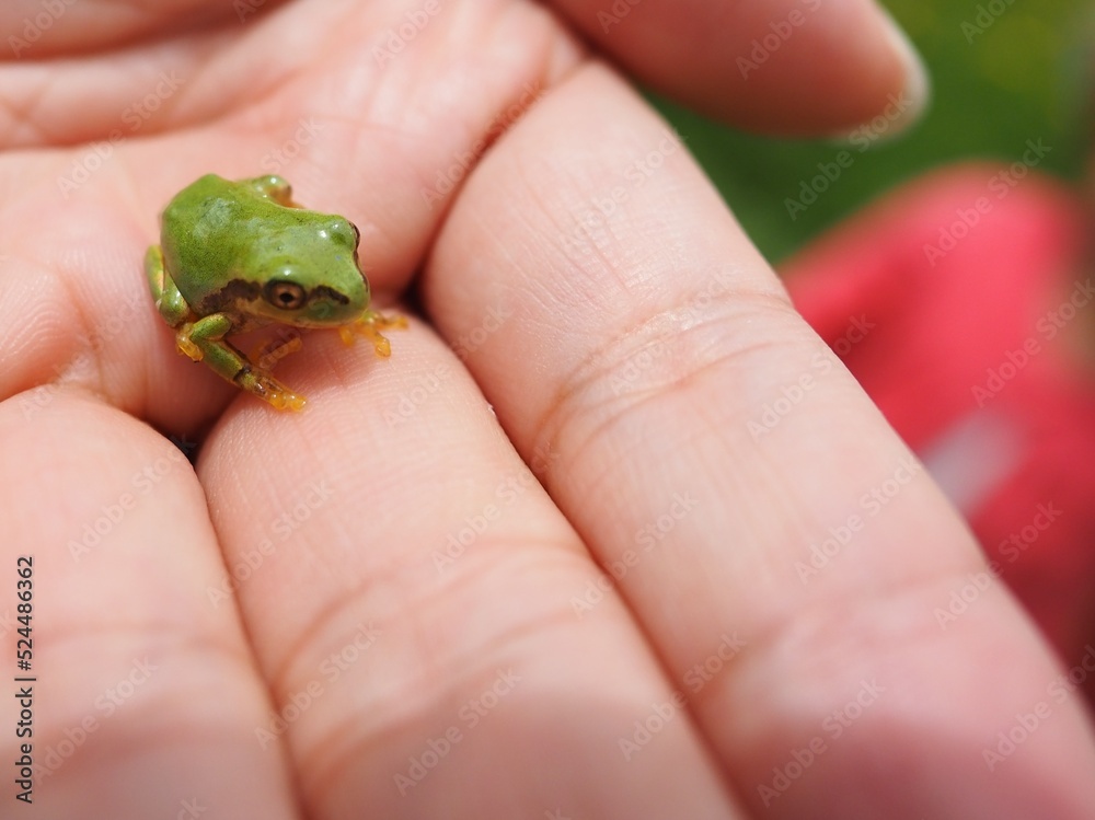 手乗りサイズの極小アマガエル