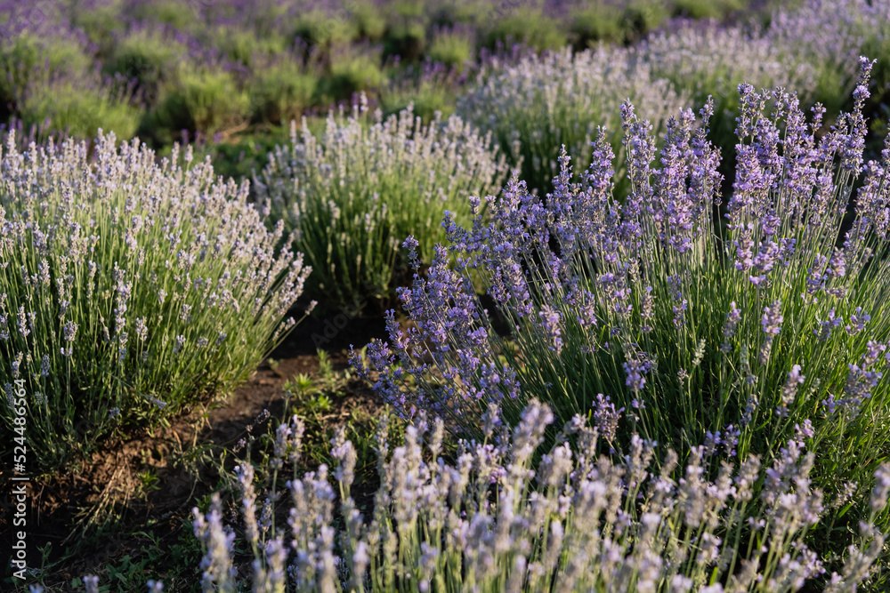 Obraz premium meadow with flowering lavender plants in summer.