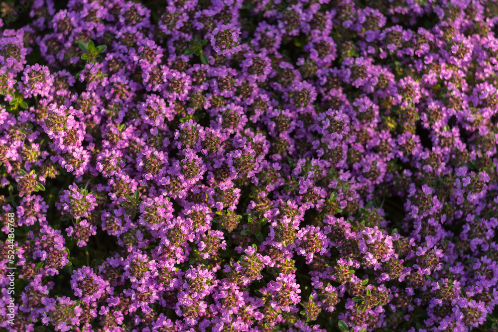 Small purple flowers natural background. Thyme herb blossoming Small purple flowers natural background. Thyme herb blossoming