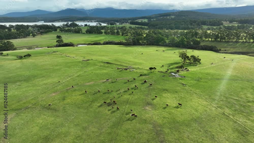 Wagyu, Angus, Speckle park and Murray grey, cows and cattle grazing on lush grass fed, pasture. Cow in a field
Wagyu, Angus, Speckle park and Murray grey, cows and cattle grazing on lush grass fed, pasture. Cow in a field