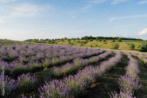 field with blossoming lavender under blue sky in farmland.