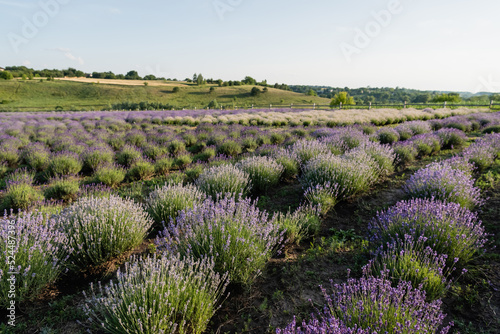 rows of blooming lavender bushes in summer field.