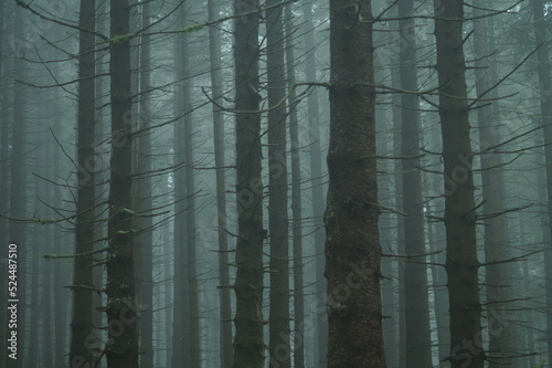 Bäume im Nebel