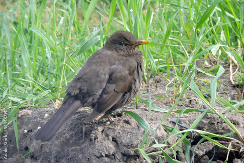 A portrait of a sick Eurasian blackbird with lowered wings standing on the ground in the sunlight