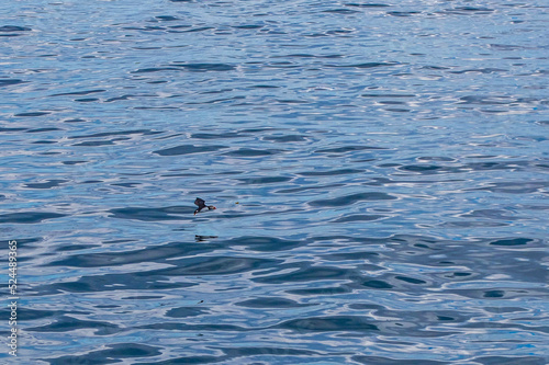 puffin in flight over water