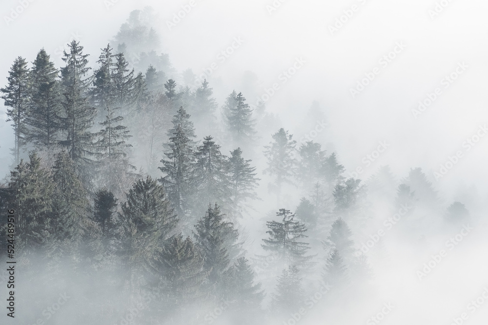 Pine forest in Fog