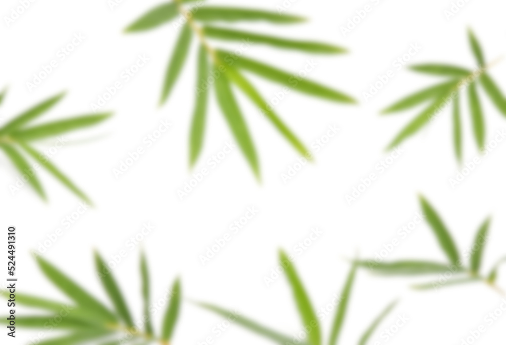 Soft focus blurred bamboo leaves on white background