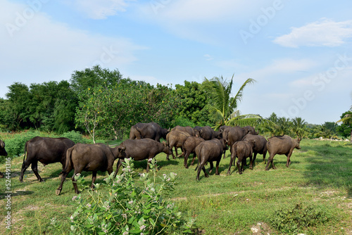 Thai Buffalo on green fields