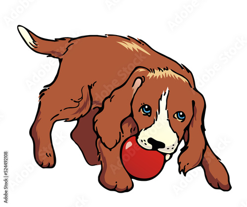 Brown and white mongrel pup playing with a red ball