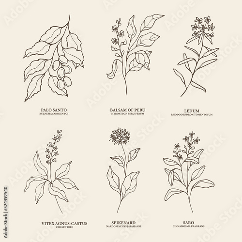 Hand drawn essential oil plants. Palo santo, Peru balsam, ledum, vitex, spikenard, saro illustration